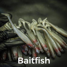 #501 Baitfish 10cm 1kpl
