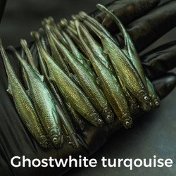 #806 Ghostwhite Turqouise 8cm 1kpl