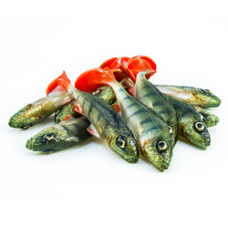 #83 ANGRY Ruffe 10cm 1kpl väri:PCH