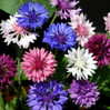 Cornflower