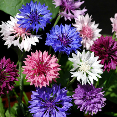 Cornflower
