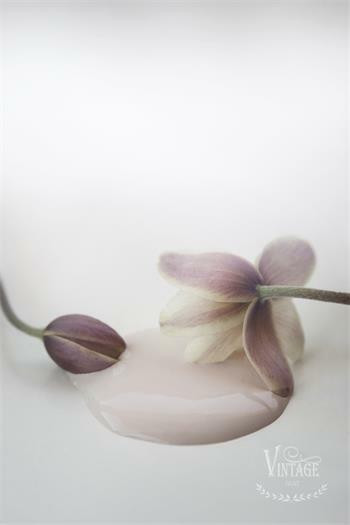  Antique Rose - 700mL