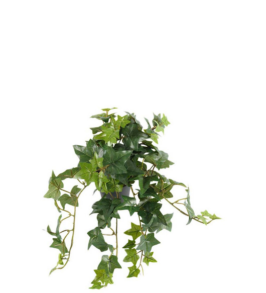 Silkkikasvi Muratti 30 cm Mr Plant