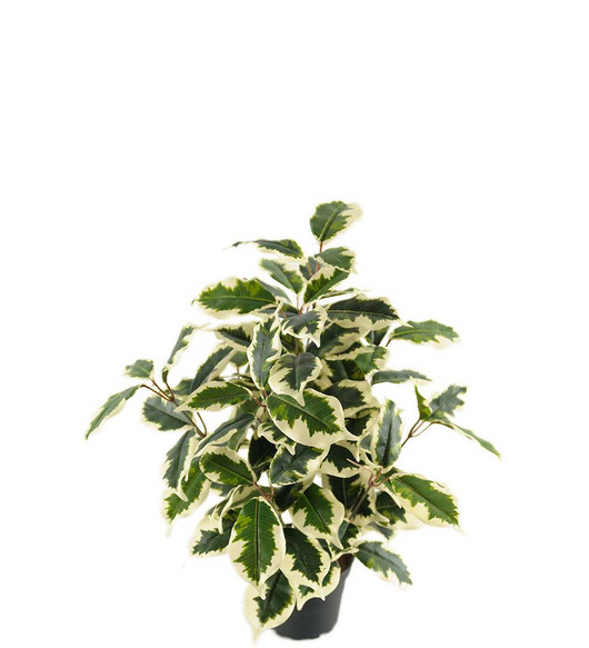 Silkkikasvi Fiikus 40 cm, Mr Plant