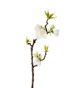 Omenapuunoksa valkoiset kukat 40cm 