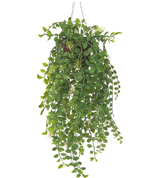 Silkkikasvi Pilea 52 cm mustassa ruukussa