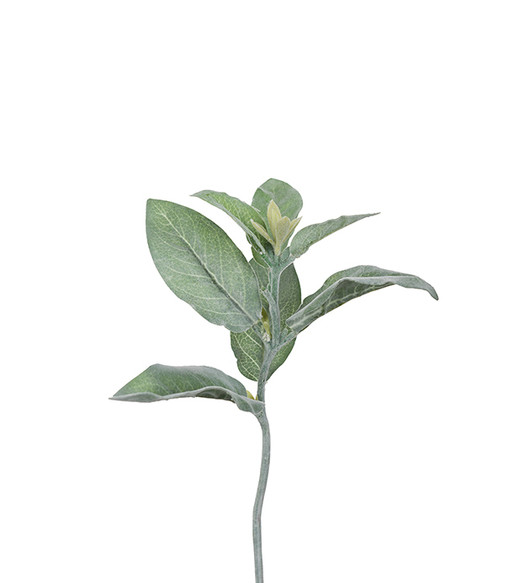 Lampaan korva alias nukkapähkämö silkkioksa 70 cm