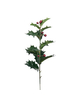 Orapihlajanoksa 48 cm Mr Plant