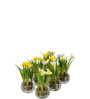 Mini narsissi Mix lasipurkissa Mr Plant
