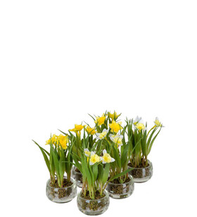 Mini narsissi Mix lasipurkissa Mr Plant