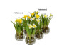 Mini narsissi Mix lasipurkissa Mr Plant
