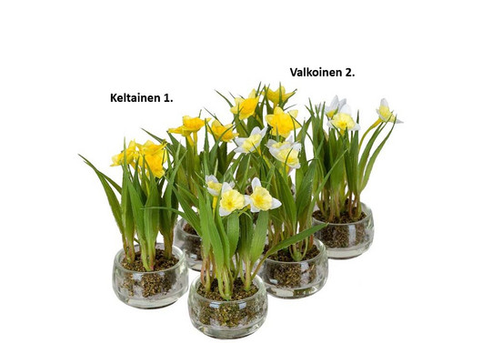 Mini narsissi Mix lasipurkissa Mr Plant