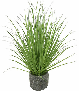 Ruohopensas sementtiruukussa 48cm