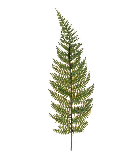 Saniaisen oksa 38cm