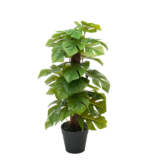 Peikonlehti 45 cm