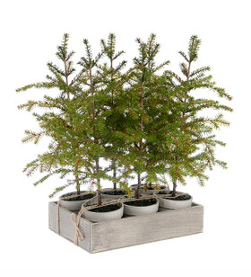 Kuusi ruukussa 45 cm