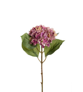 Hortensia purppuranvärinen 40 cm Mr Plant
