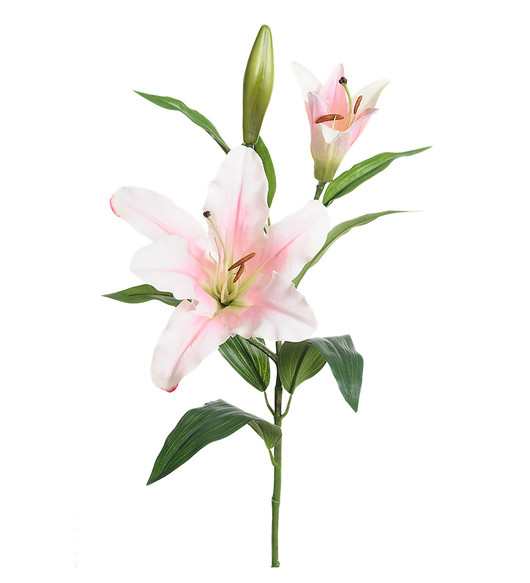Lilja 70cm vaaleanpunainen, Mr Plant