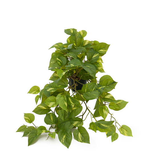 Silkkikasvi Kultaköynnös 55cm 