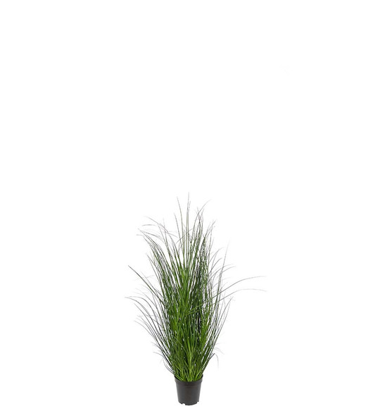 Koristeheinä 90 cm Mr Plant