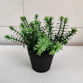 Mini kasvi ruukussa (nro 2)