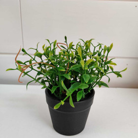 Mini kasvi ruukussa (nro 8)