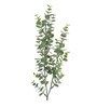 Eucalyptus oksa 74 cm
