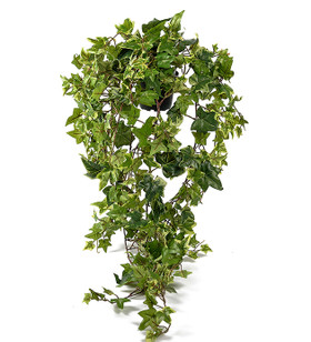 Muratti ruukussa 85 cm