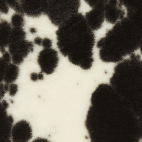 Crazy lampaantalja täplikäs