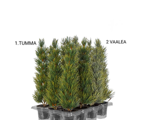 Kuusen taimi ruukussa 30 cm