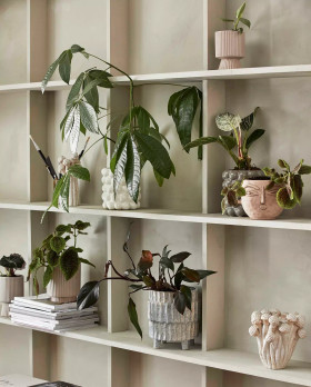 Linosa  kukkaruukku  Nordal