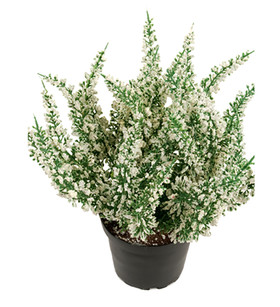 Kellokanerva valkoiset kukat 28 cm