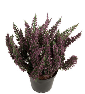 Kellokanerva violetit kukat 28 cm