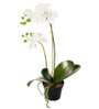  Valkoinen Orkidea 45cm mustassa ruukussa