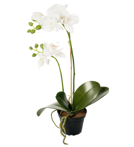  Valkoinen Orkidea 45cm mustassa ruukussa