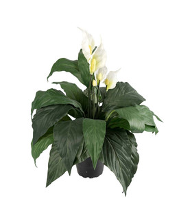 Viirivehka silkkikasvi 50 cm mustassa ruukussa