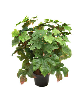 Silkkikasvi viiniköynnös ruukussa