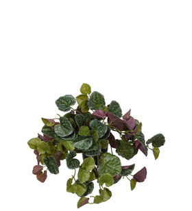 Silkkikasvi Senecio ruukussa 23 cm