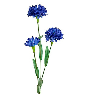 Silkkikukka Ruiskaunokki 50 cm