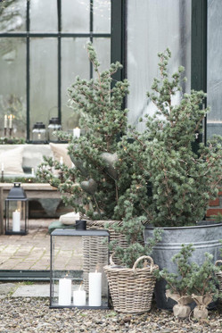 Rottinkinen korisetti kolme kokoa