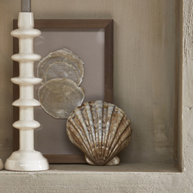 Loulé simpukka, koko S