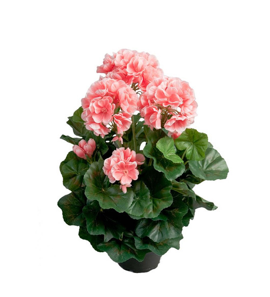 Silkkikukka Pelargonia korallinpunainen 35 cm Mr Plant