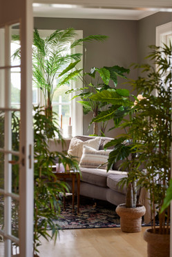 Palmu mustassa ruukussa 70 cm