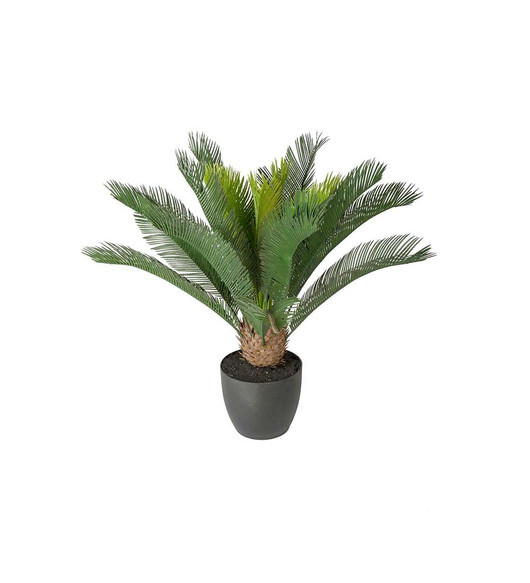 Palmu mustassa ruukussa 70 cm