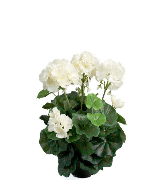 Silkkikukka Pelargonia valkoinen 35 cm Mr Plant