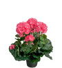 Silkkikukka Pelargonia pinkki 35 cm Mr Plant
