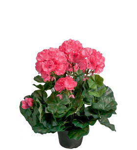 Silkkikukka Pelargonia pinkki 35 cm Mr Plant