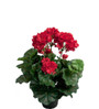 Silkkikukka Pelargonia punainen 35 cm Mr Plant