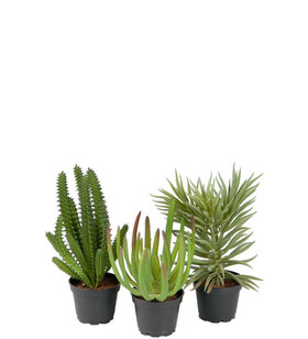 Mehikasvi 3 erilaista Mr Planet