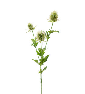 Silkkioksa ohdake 60 cm Mr Plant